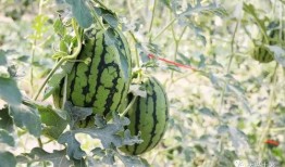 最近比较劲爆的大瓜